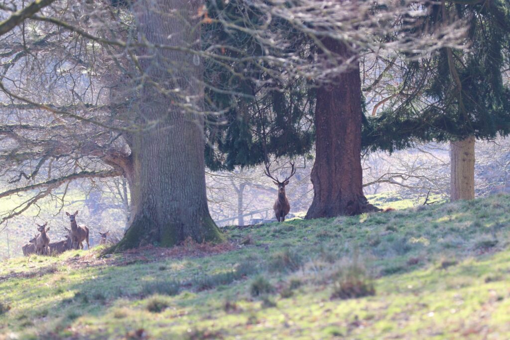 A Red Stag with large antlers standing central in a field of impressive trees with a small herd of females to the left.